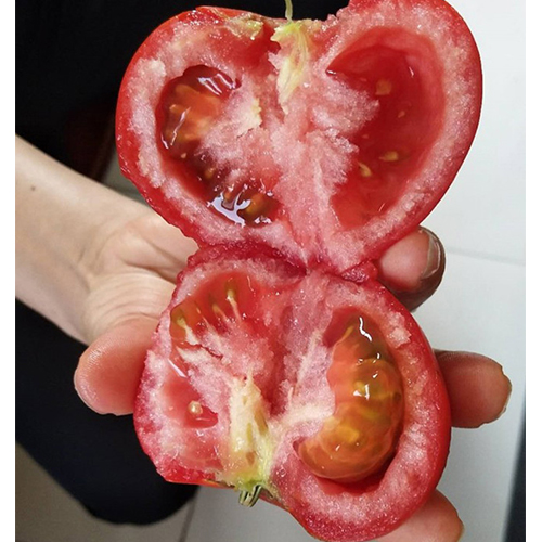 西红柿2.jpg